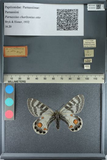 Media type: image;   Entomology 180472